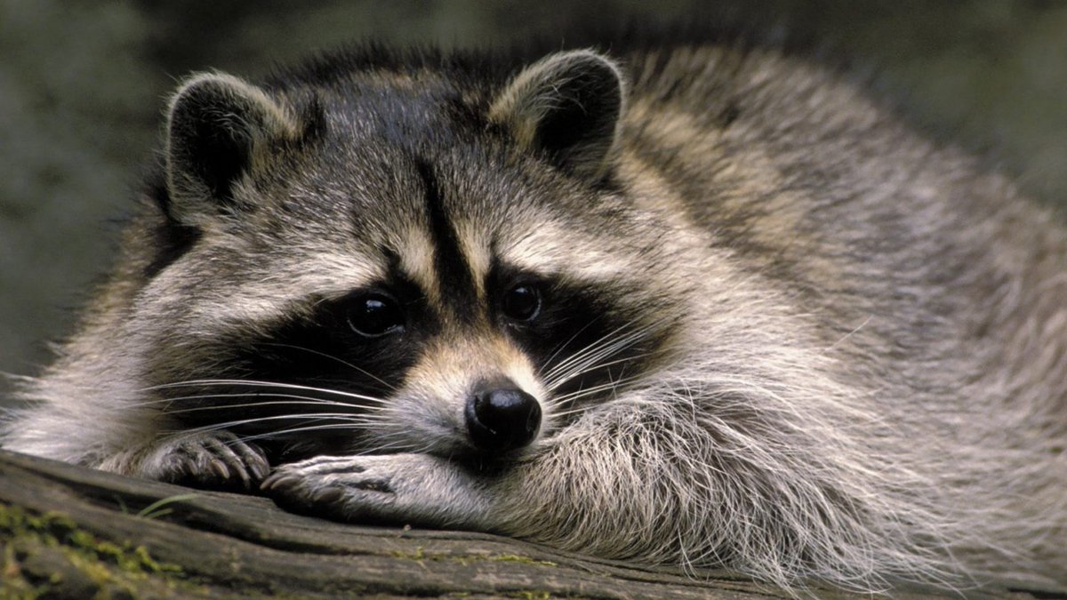 raccoonhourly's tweet photo. https://t.co/WSzC8ZcJ09