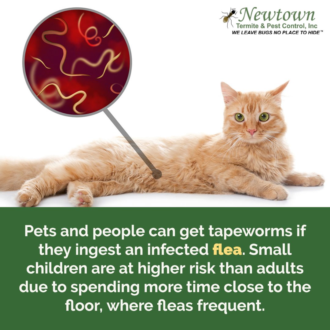 #Fleas can spread various illnesses, with parasitic #tapeworms being one of them. It’s imperative to check your pets and homes for fleas before the problem becomes severe.
.
.
.
#parasites #bugs #insects #pests #pestcontrol #fleacontrol #bloodsuckers #illnesses #dipylidium #pets