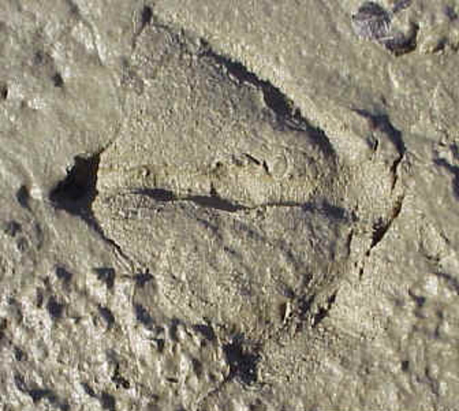 Of course there are some strange footprints...better follow them before the rain washes them away 194/365 #handout23