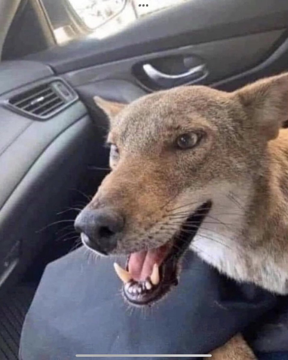 No collar. 
Found this poor guy eating a dead rabbit on side of road. 

He's a little snappy struggled getting him into my car think it’s some kind of husky..…………..Please share this so we can find his owners.