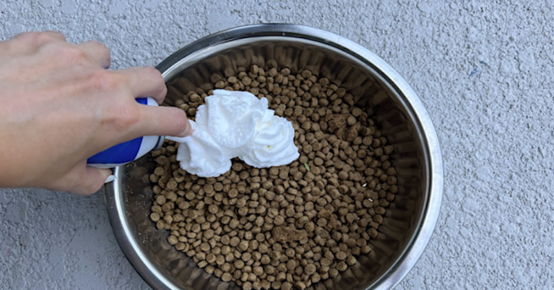 DrMartyPets's tweet photo. Top veterinarian reveals the most important thing you can do for your dog.