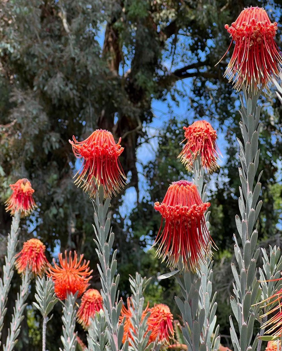 PlantSnap tweet media