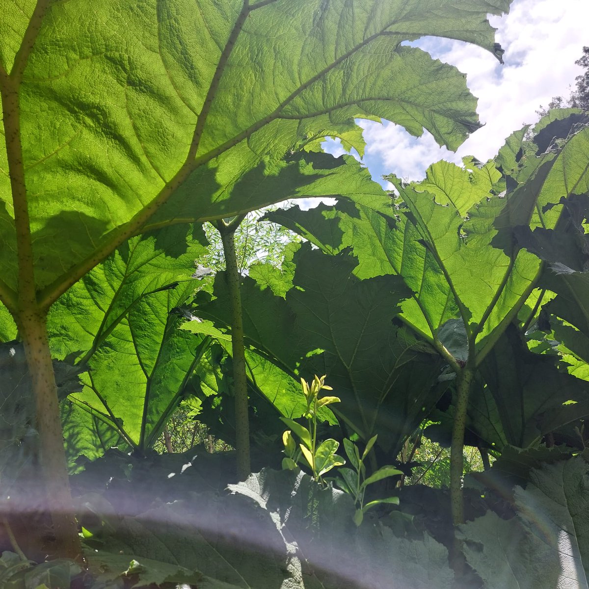 Cockington Park tweet media