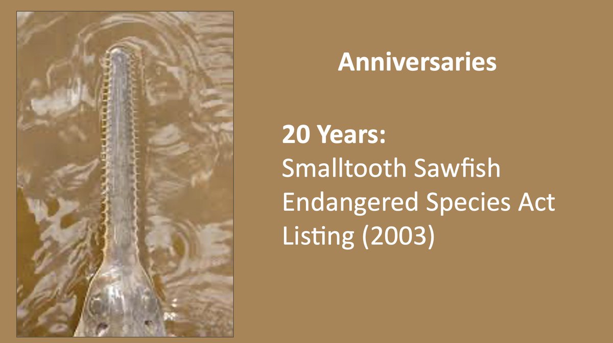 20 years since #ESA listing for smalltooth sawfish: * great science & outreach * juvenile abundance is looking good * bycatch mortality persists * shrimp trawlers have very low observer coverage * allowable take limit was recently increased * essential mangrove habitat is at risk