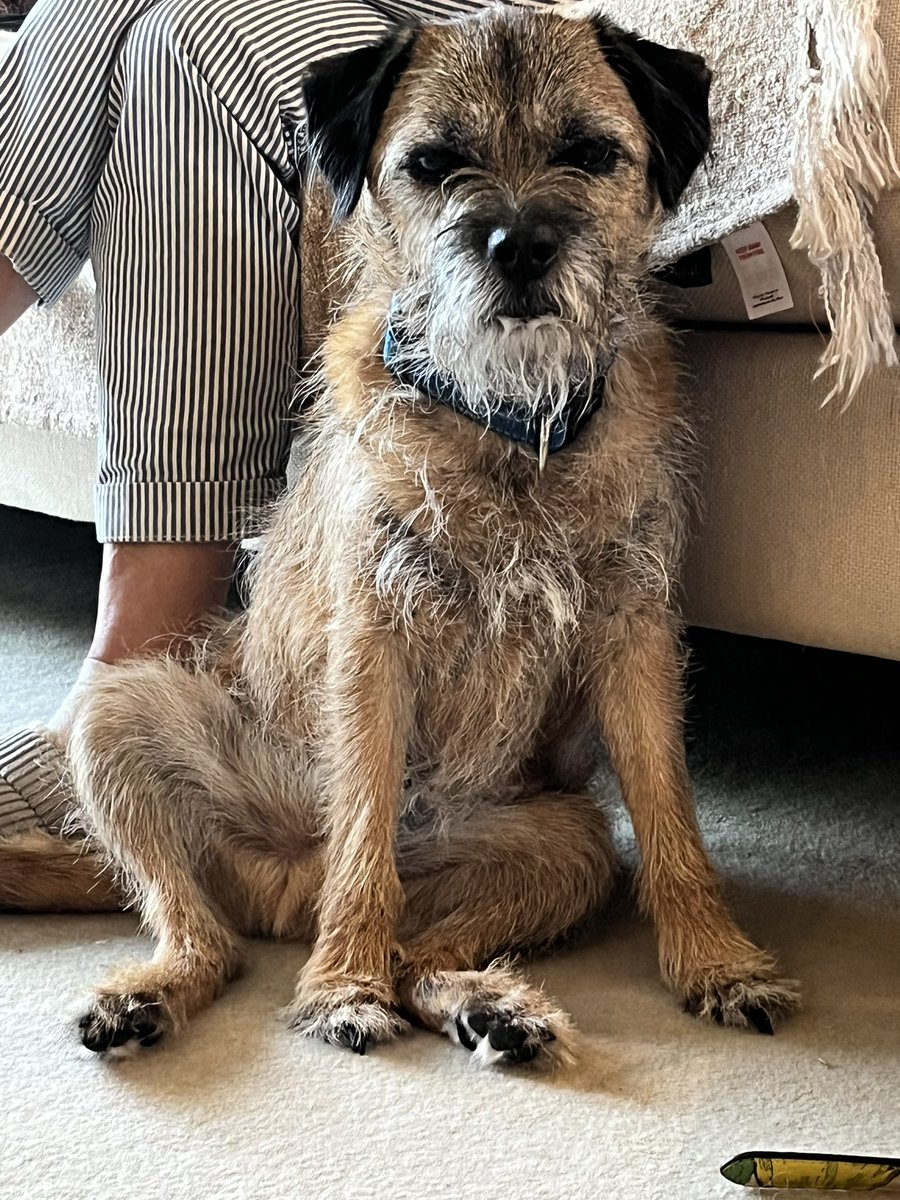 Just chilling … mind you, that stare. 
#borderterrier #greatdog