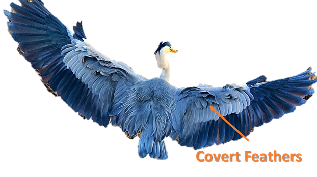 1/n In this paper, we are taking inspiration from birds' covert feathers to design flight control effectors for tailless aerial vehicles.