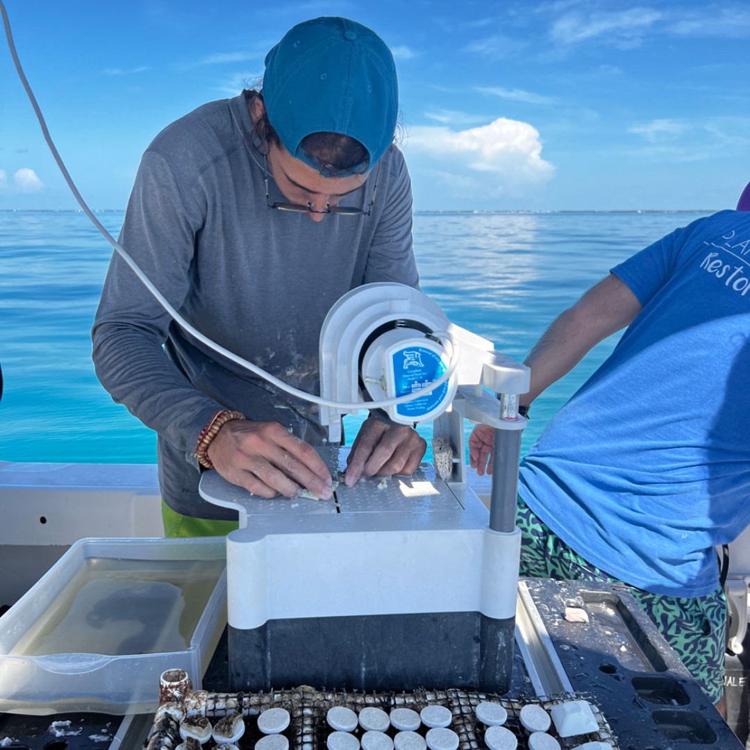coralcrf's tweet image. It’s time for another #FridayFieldUpdate! This week our Restoration team took advantage of the flat seas to test out a new method of fragmenting corals: above water from our workboats! We'll keep experimenting with this method for massive corals throughout the summer. Stay tuned!