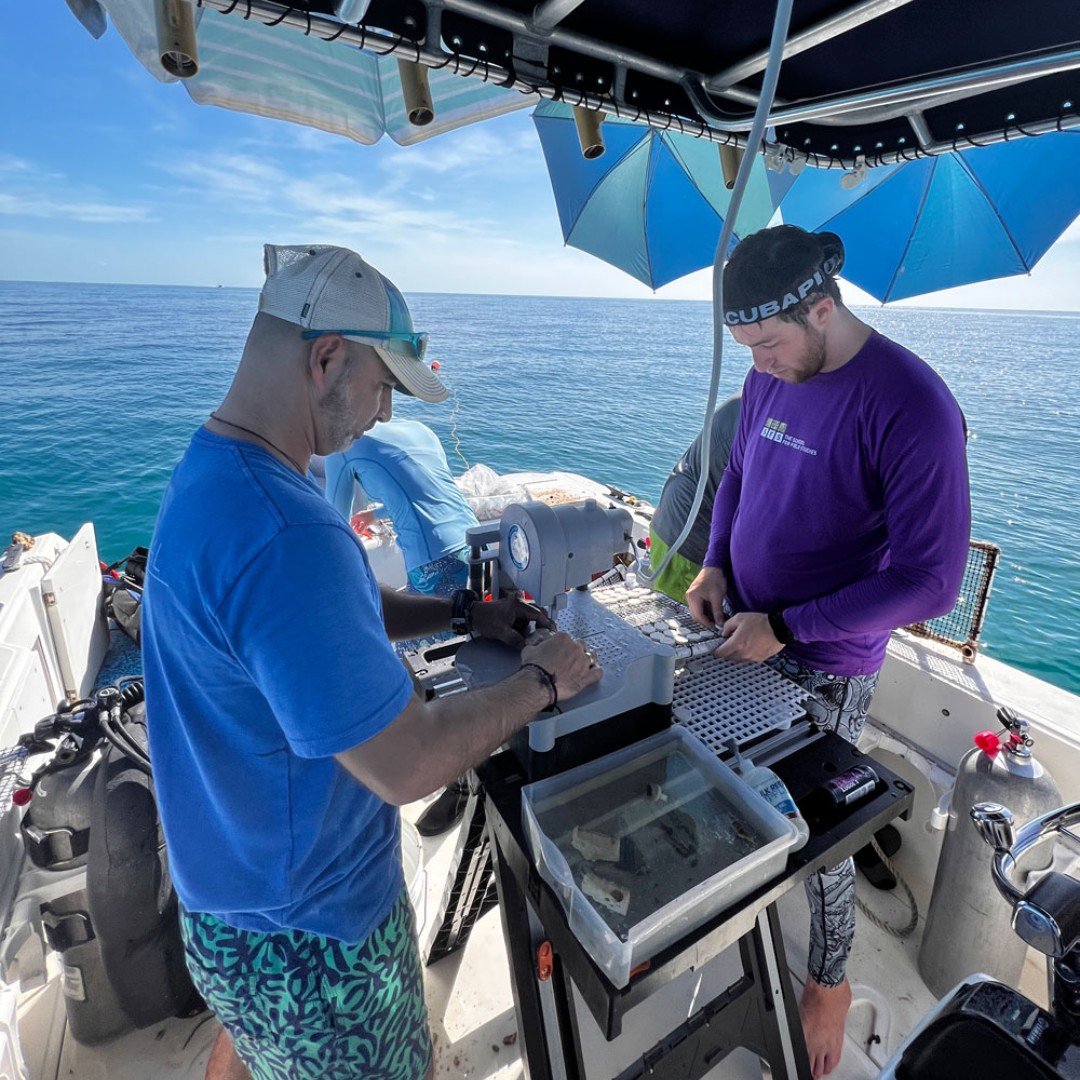coralcrf's tweet image. It’s time for another #FridayFieldUpdate! This week our Restoration team took advantage of the flat seas to test out a new method of fragmenting corals: above water from our workboats! We'll keep experimenting with this method for massive corals throughout the summer. Stay tuned!