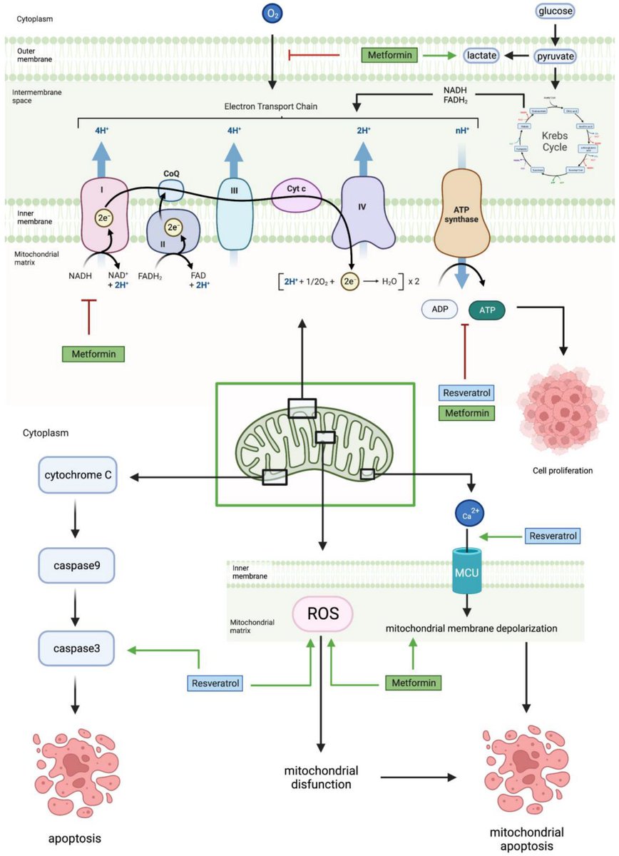 agingdoc1's tweet photo. Could Metformin and Resveratrol Support Glioblastoma Treatment? A Mechanistic View at the Cellular Level

https://t.co/WYpeFYQDXw

@Cancers_MDPI https://t.co/76mzUHaEmk