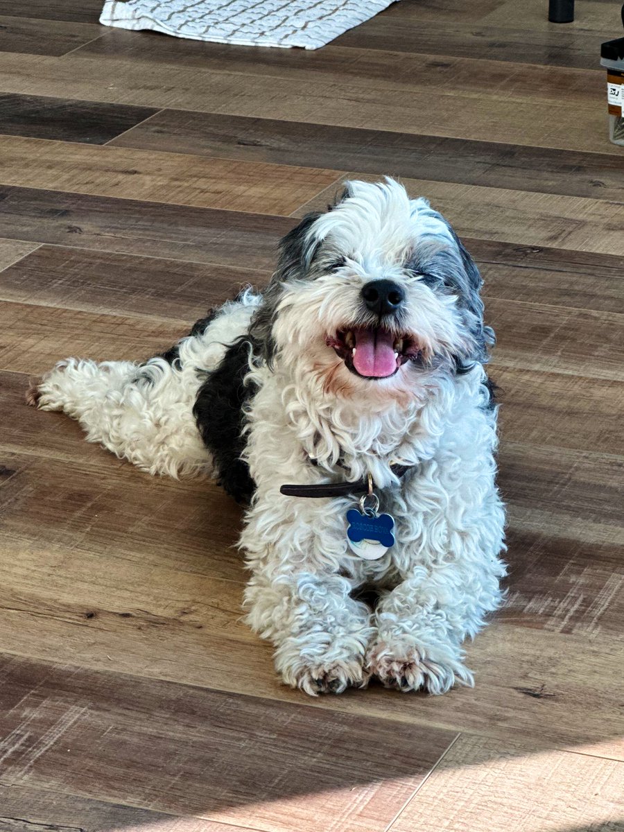 May I get some boops from my friends to kick off the weekend? #dogsoftwitter