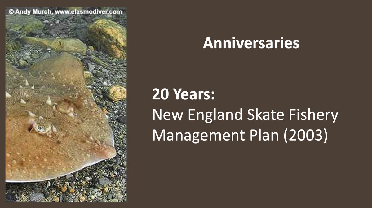 20 years since New England skate limits were set: * Remarkable recovery of barndoor skate * Winter skate supports sustainable fishery * Thorny skate declined further, at just 3.5% of target * Climate change exacerbates depletion * Closed area & gear changes are urgently needed