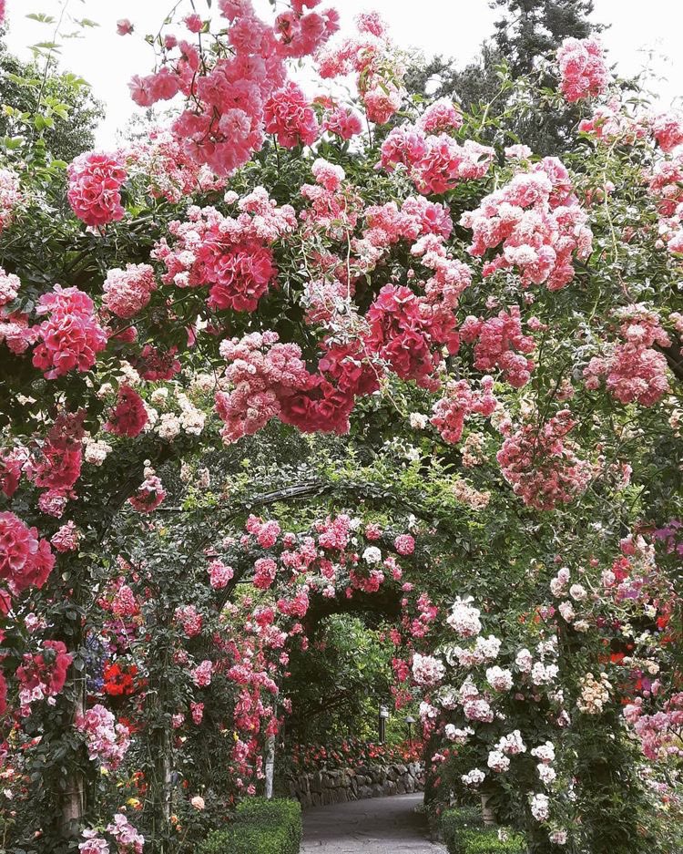 P1nkshSp1ce's tweet photo. — 🌸🌷🌹 https://t.co/F4o9MMVPee