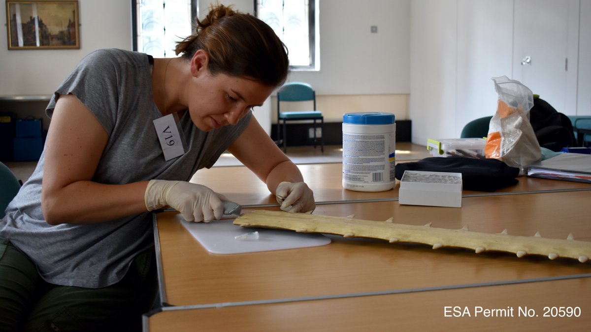 All #Sawfish are Critically Endangered/Endangered & listed on #CITES Appendix I. PhD student @AMFearing is collecting tissues from old sawfish saws from #museums & private collections, with support from numerous collaborators around the world. #RhinoRay #SharkAwarenessDay