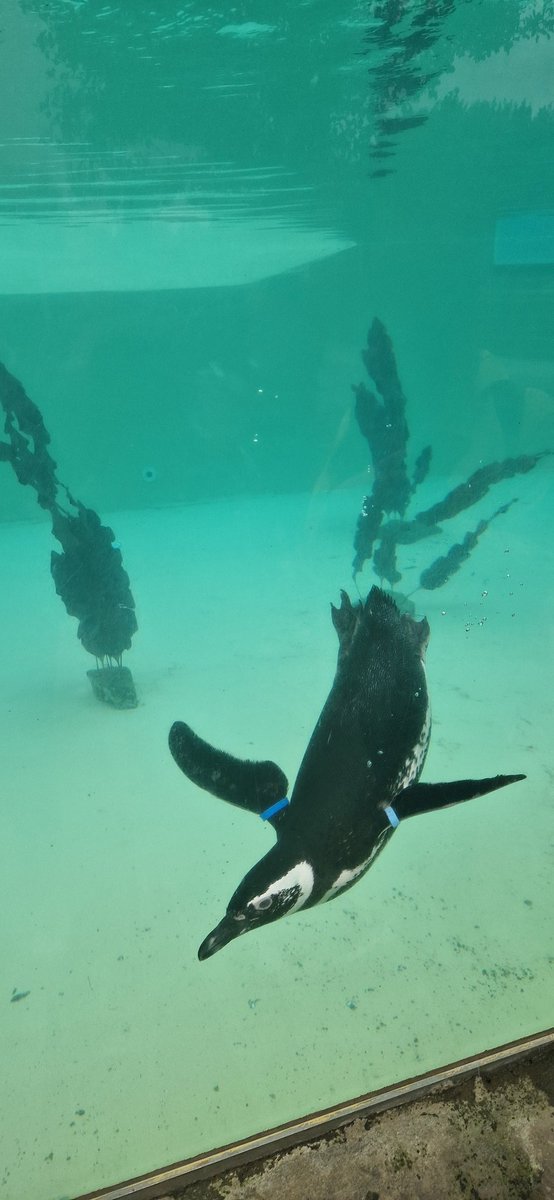 Miss K Forbes tweet media