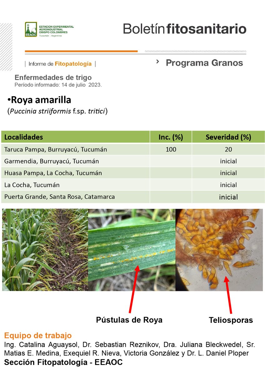 Boletín Fitosanitario de <a href="/eeaocoficial/">EEAOC</a> 
Enfermedades de Trigo 🌾HOY 14 DE JULIO