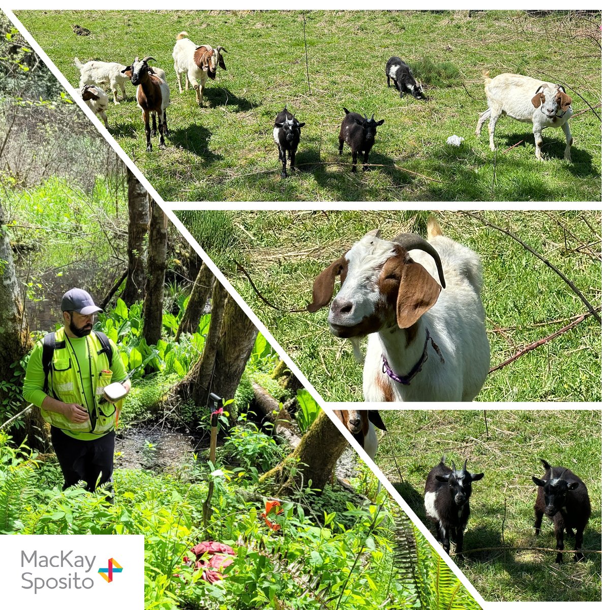 Field Friday: Featuring one of our environmental scientists, Kevin Terlep, and his new furry friends! While performing a wetland delineation, Kevin ran into these friendly goats. You never know what you’ll find when you’re out in the field!