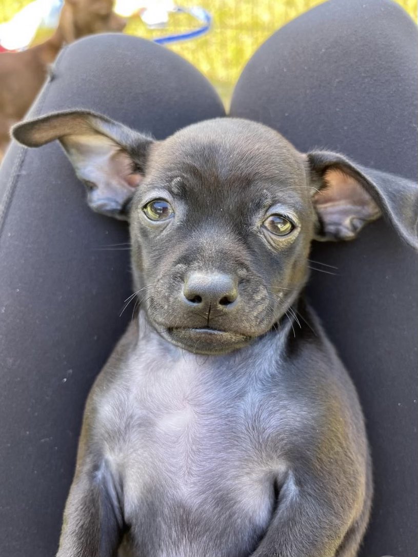 itsbeanjamin's tweet photo. @contextdogs https://t.co/oONF1OUVcv