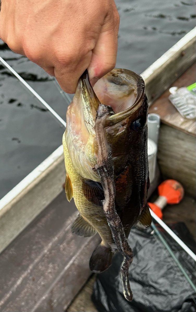 OODMag's tweet photo. This unusual photo of a bass that half swallowed a snake was sent in by reader Tim Miller. The snake was a bit decomposed and firmly lodged in its throat, he said.
#Hunting #Fishing #Outdoors #OutdoorsNews #Bass #BassFishing #BassNews #Snake #Angling #CatchingBass https://t.co/YKvk1CF2o6