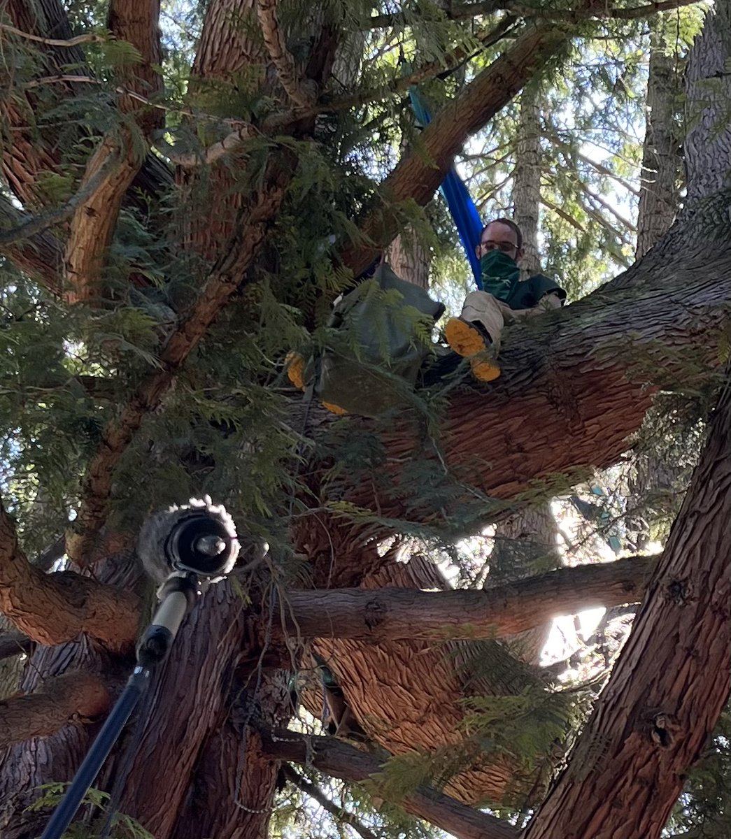 AmyRadil's tweet photo. Frustration with Seattle's loss of big trees has hit a new level: activists are living in a massive Western red cedar on Northeast 88th Street that was slated to be cut down today. They say initial designs spared the tree and taking it makes no sense. https://t.co/3kCVuPTVww