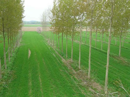 There is a growing body of evidence that if planted astutely in an agroforestry setting then 10% tree cover on a farm will not result in reduced food production. It will boost biodiversity & production of woody biomass see @Farm3Dwithtrees & jigsawfarms.com.au @Agroforestry