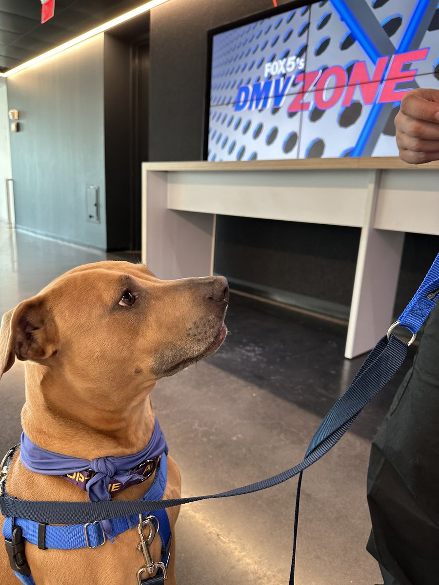 🚨DOG! I repeat, there’s a DOG in the @fox5dc newsroom! 🐶 Meet Thunder - the sweetest boy with @mcasac. He’s one of their longest residents and looking for his FOREVER home. ❤️ The shelter, as with many others across the DMV, is at critical capacity this summer.