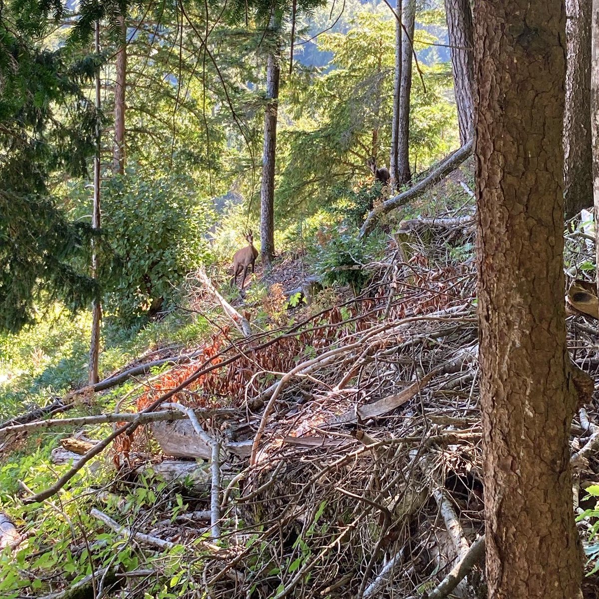 casquetteverte's tweet photo. Toujours aussi formidable pour les yeux et les gambettes ce tour 😍 • #CasquetteVerte #Running #Trail #UltraGlide #Suunto9PeakPro #UT4M #UT4M2023 #UT4MXtrem #UTMB #DiagonaleDesFous #ChouChouGate #Métabief #AiguillesDeBaulmes #Suchet #GreenCap #TimeToPLAISIR #TomorrowIsYours https://t.co/HKZb8OnasV