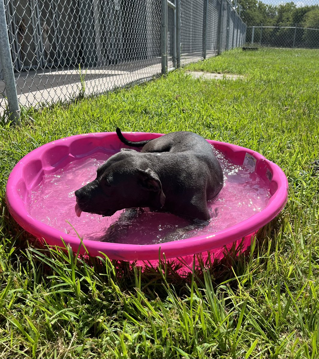 FBCASTX's tweet photo. 🏖️ Dharma - A042598 🏖️ 

Dharma is having some fun in the sun at her very own personal pool party. It’s a splashing good time! #funinthesun #poolparty #pawty #splashing #splashinggoodtime #beattheheat #friday https://t.co/BlrbFWC0bJ