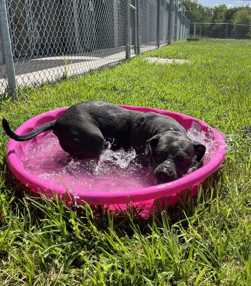 FBCASTX's tweet photo. 🏖️ Dharma - A042598 🏖️ 

Dharma is having some fun in the sun at her very own personal pool party. It’s a splashing good time! #funinthesun #poolparty #pawty #splashing #splashinggoodtime #beattheheat #friday https://t.co/BlrbFWC0bJ