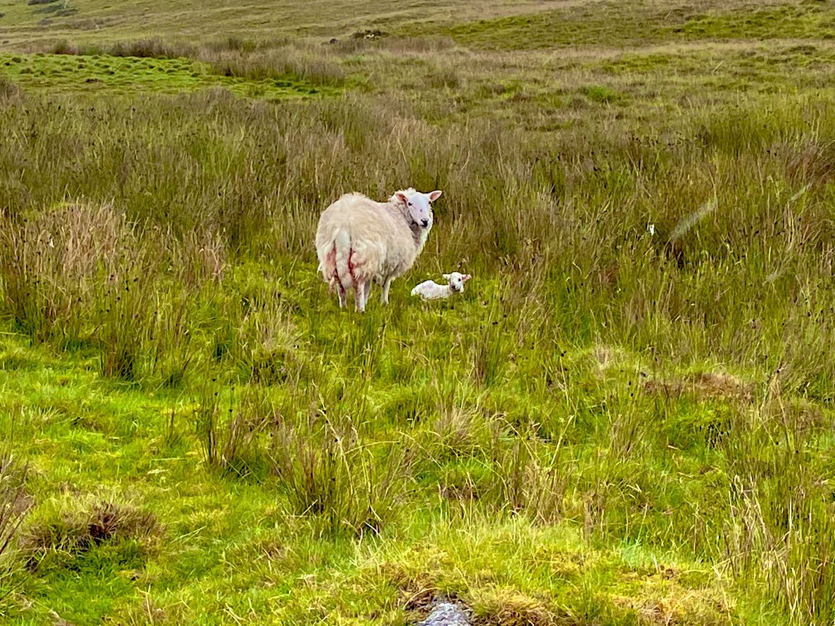 Geraint Davies 🏴󠁧󠁢󠁷󠁬󠁳󠁿 tweet media