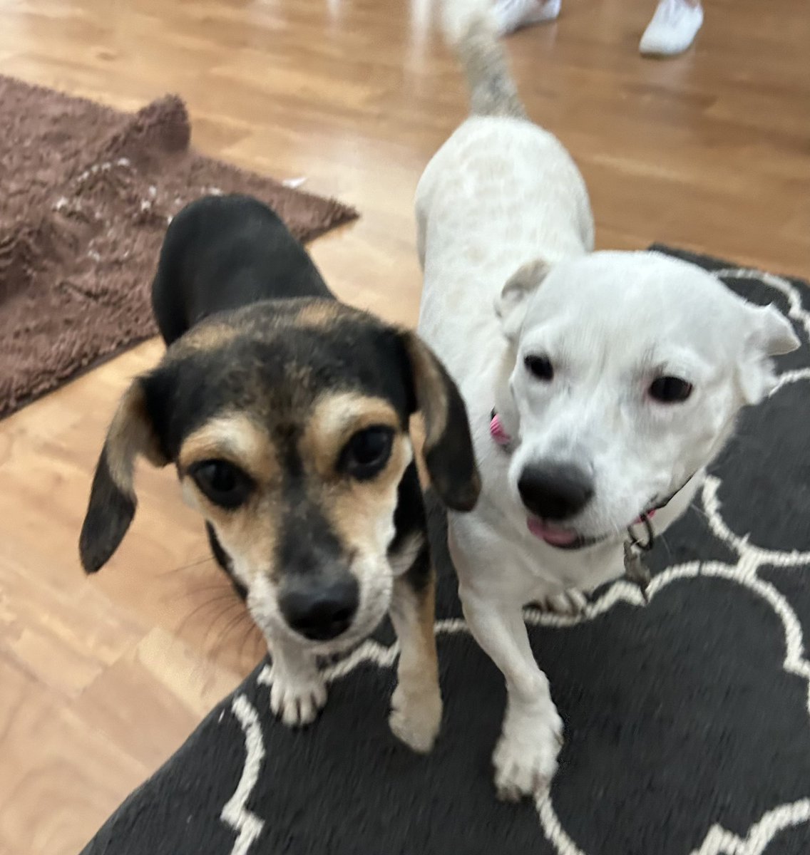 ManningTechTalk's tweet photo. Welcome to the family, Bailey! Pennie needed a little sister. ๐พโค๏ธ๐พ#dontshopadopt #rescuedog #sato #saveapet https://t.co/HgE0PpNMrH
