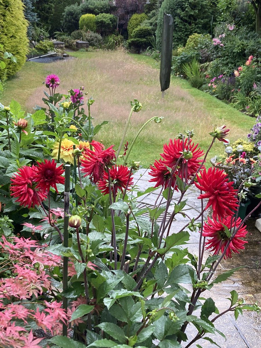 ArthurButcher44's tweet photo. A few photos of my plants on a horrible wet soggy day, just hope it brightens up soon!
#TwitterGardeners ๐
#comeonsummertime https://t.co/MIBnkdCLUW