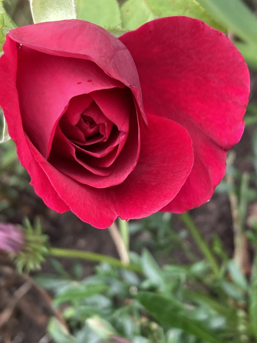 ArthurButcher44's tweet photo. A few photos of my plants on a horrible wet soggy day, just hope it brightens up soon!
#TwitterGardeners ๐
#comeonsummertime https://t.co/MIBnkdCLUW