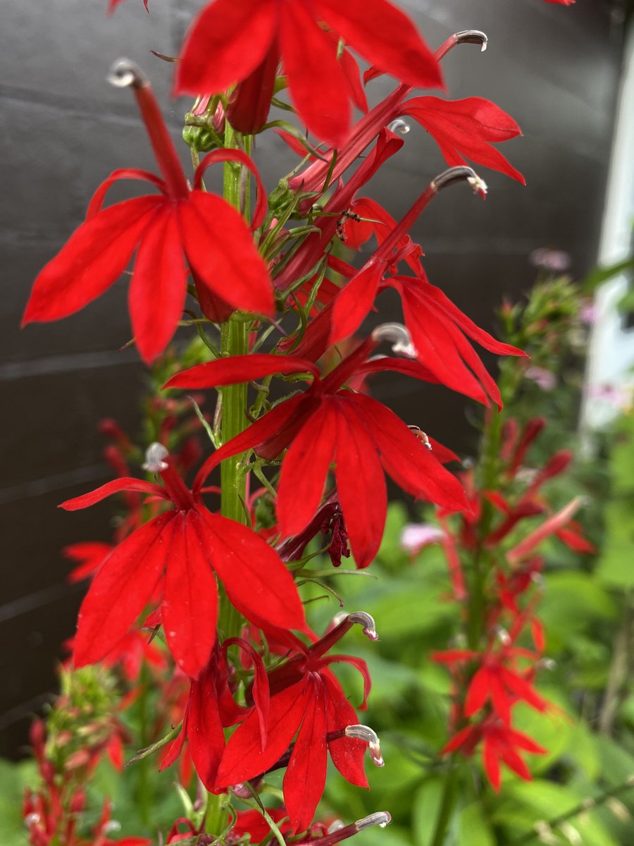joanjet761's tweet photo. Lobelia cardinalis or cardinal flower.  #FlowersonFriday #cardinalflower 😊 https://t.co/8FgtPBBLcq