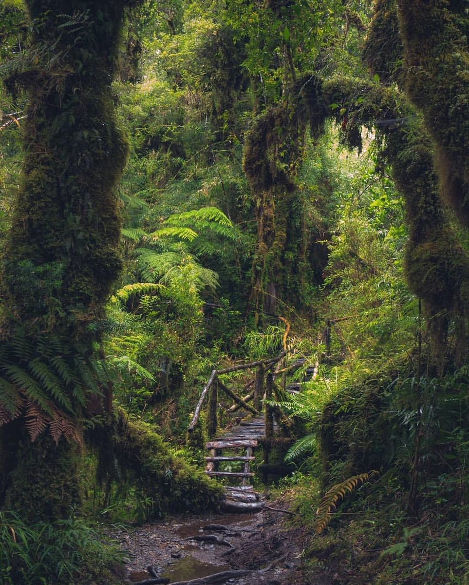 Reforestemos_'s tweet photo. Senderos siempre verdes y mágicos ✨💚
🌿 El #ParqueNacionalPumalín Douglas Tompkins mide aproximadamente 402.392 hectáreas, de las cuales 293.338 ha. fueron donadas al Estado chileno por #TompkinsConservation.
📸: @oscar.torresg en Instagram
#ReforestemosPaseando https://t.co/Rd7QSRsnAF