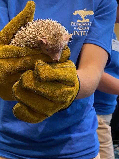 #ConcordiaAtRebeccaResidence saw some cool critters thanks to their friends from the Pittsburgh Zoo. There was a lizard, birds, a turtle and a porcupine too! To learn more about this friendly community, visit ConcordiaRebeccaResidence.org. #PittsburghZoo #AnimalFriends
