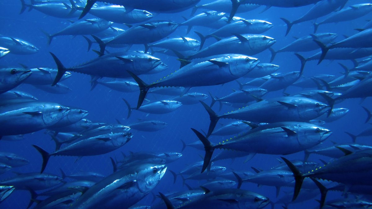 OceanOutcomes's tweet image. See the exciting news last month from Walmart and Sam’s Club?  An updated seafood policy will aim to improve transparency and data collection in the tuna industry! 🎣👏

Read more about what this means for tuna fisheries: bit.ly/43dMBYY