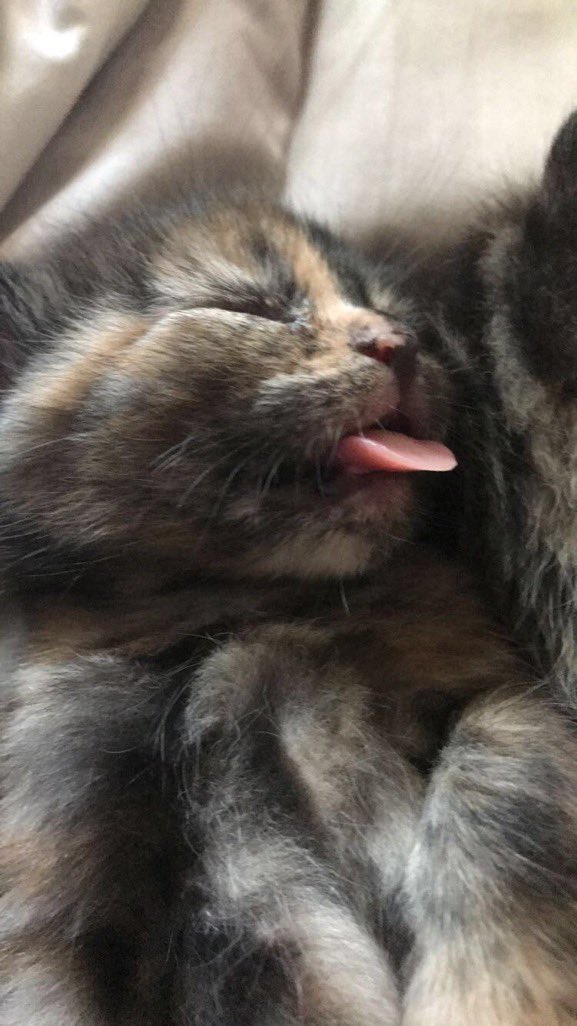 IvePetThatCat1's tweet photo. Meet Boba! She looks like she’s judging you, even though most of the time she isn’t. But she definitely is when someone pets her incorrectly or is not giving her attention. She uses little bites to get what she wants. She wants cuddles as soon as she sees her caregiver lie down. https://t.co/mcyaUifFxR