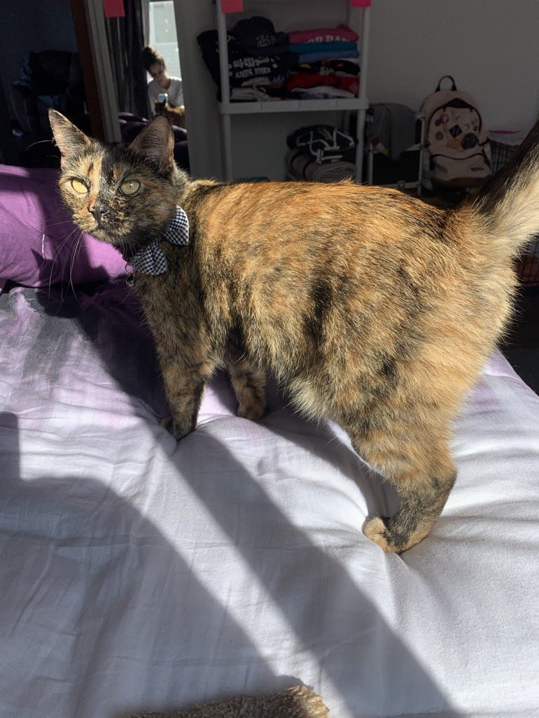 IvePetThatCat1's tweet photo. Meet Boba! She looks like she’s judging you, even though most of the time she isn’t. But she definitely is when someone pets her incorrectly or is not giving her attention. She uses little bites to get what she wants. She wants cuddles as soon as she sees her caregiver lie down. https://t.co/mcyaUifFxR