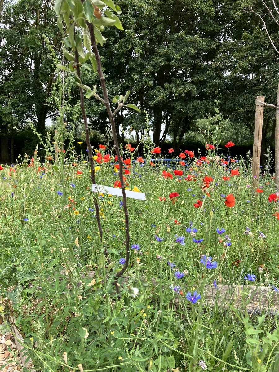 Juniper90174700's tweet photo. The wild garden at @GCA_learning is coming song nicely thanks to Godmanchester in Blooms seed donation. 
So grateful to have such a lovely community to work in. https://t.co/zLnahQROoZ