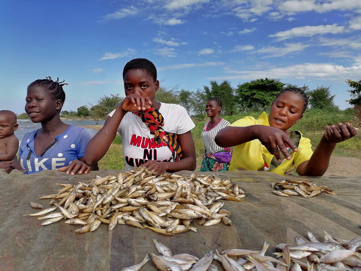 chamkoka's tweet photo. In 🇲🇼 women are engaged in fish value chain. They buy shares in groups and invest capital in buying and selling of fish. Gender at play as captured here at Chipamila north of the country @AfDB_Group @Agenda2063N @DoFMalawi @AU_DARBE #SFAD-WM https://t.co/zqiQTNYJwn