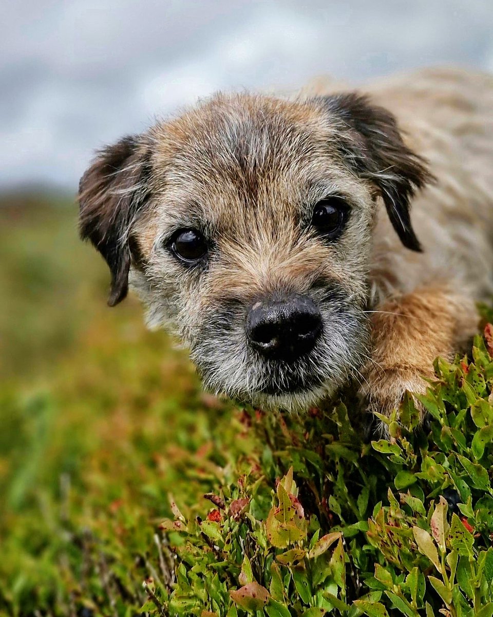 RachelNorthDog's tweet photo. When ever I look at Tarn only one word comes to mind...cute! 😍🐾 #terrier #borderterrier #dogs #cutedogs #rothbury #Northumberland https://t.co/Hlg2Nzlp7F