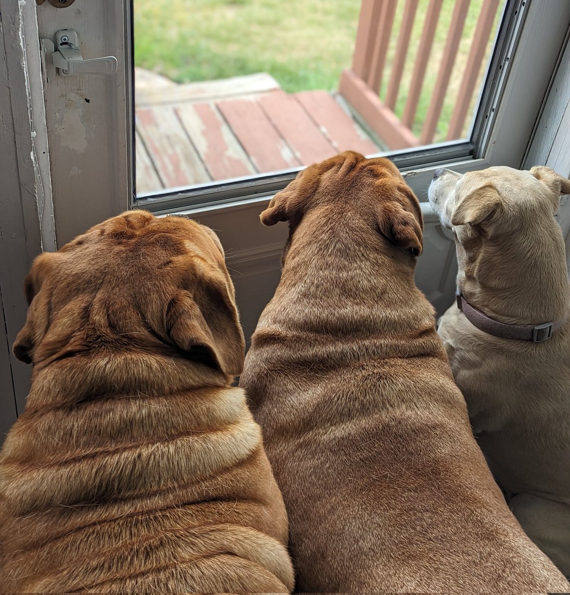mafia_mastiff's tweet photo. My Trio of Doorbells/Security System watches the Solar panel Co walk back and forth to their trucks with interest. One misstep or any type of misconduct my Trio gets vocal π
It usually sends a clear message. Have a great weekend βοΈπΎπΊπΈπΎ #BarkForce
@SeanSean252 https://t.co/EQUJpiydyz