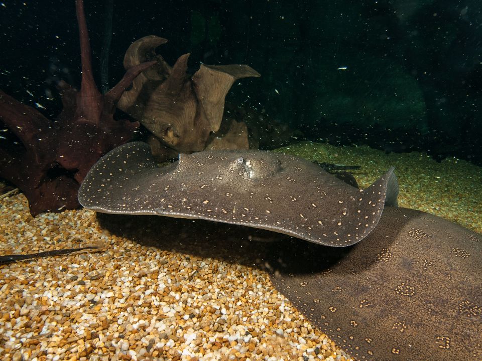 Fin-tastic Detectives: How Freshwater Fish Keep Tabs on Our Waterways