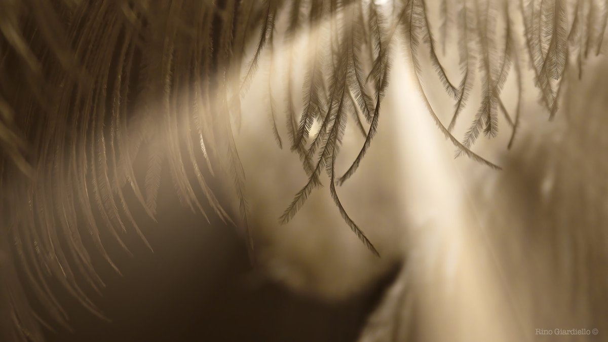 Rino Giardiello tweet media