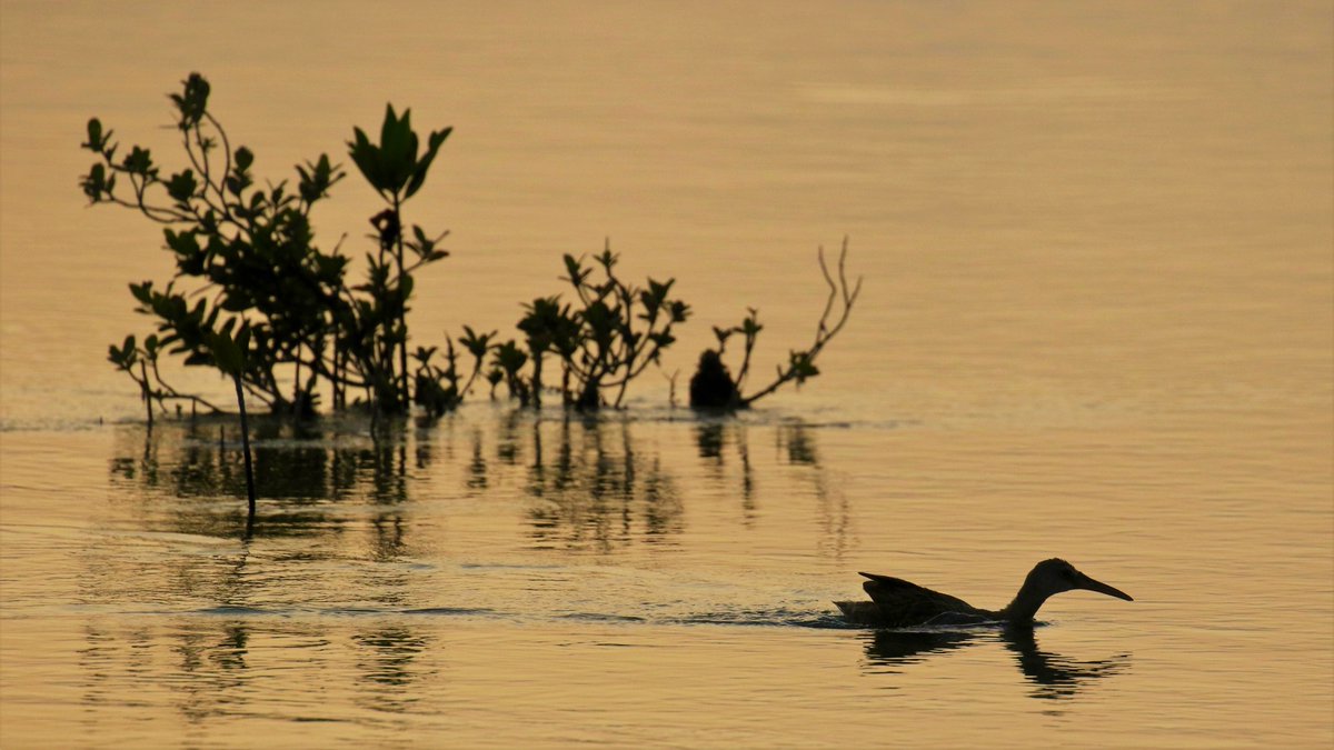 A Clapper Rail on Turks and Caicos.