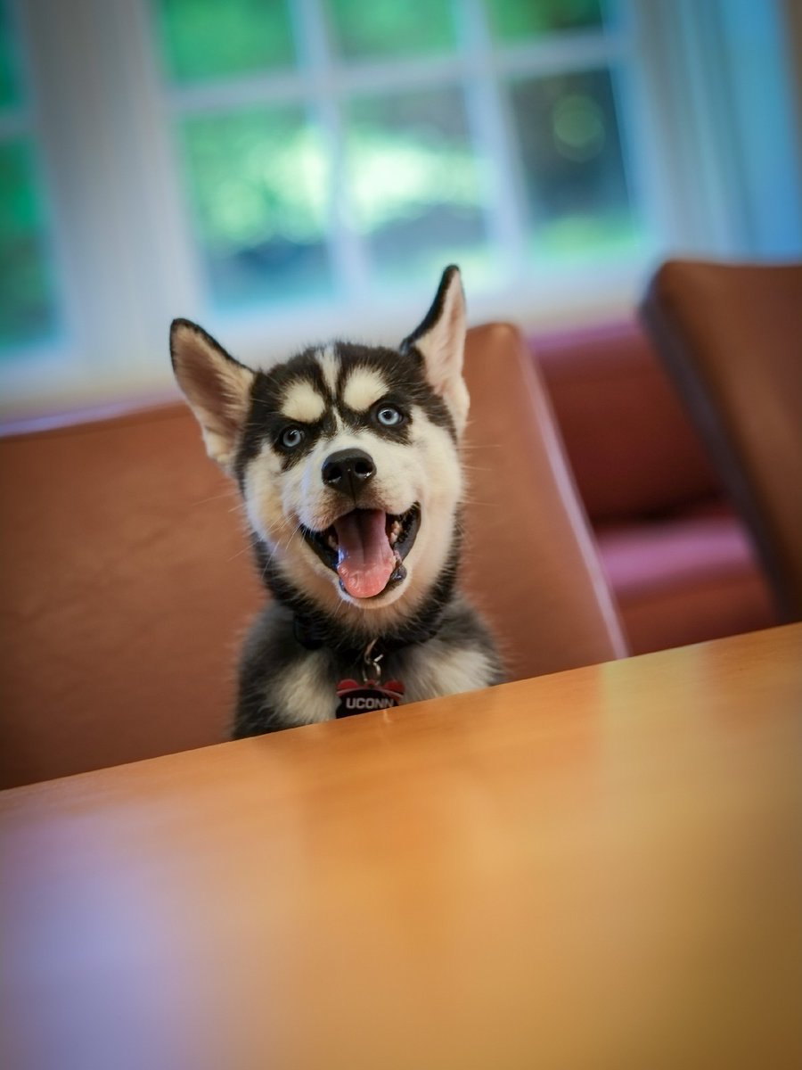 You made it to the end of the week. Which <a href="/JonathanHusky_/">Jonathan the Husky</a> XV are you feeling like?