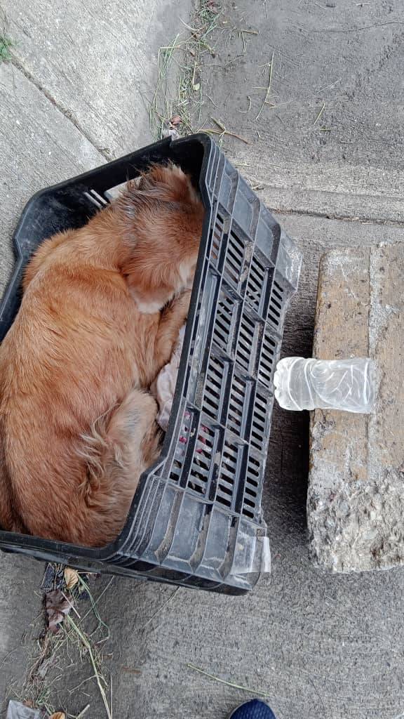PerroUsuario's tweet photo. Hasta cuándo veremos escenas tan tristes... Urge hogar temporal o definitivo. RT @maritesotelo: RESCATE
Perro Golden abandonado en el puente La Yaguara, lo acaban de pasar por chats. 
No hay ☎️ Caracas 
14.7.23
Hora 3.00pm https://t.co/mvvhWTcB21