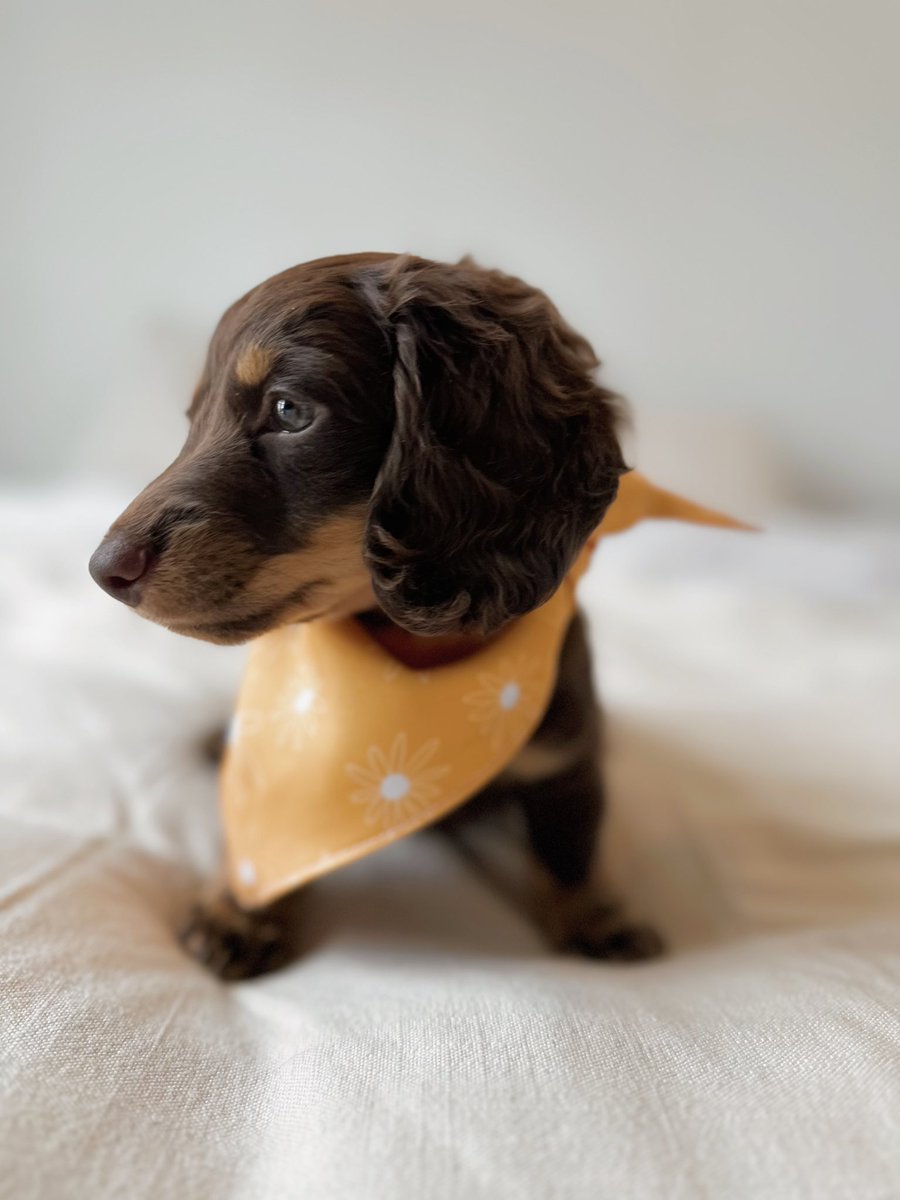 New member of my family! Willie! 🤎 #puppygirl #Dachshund