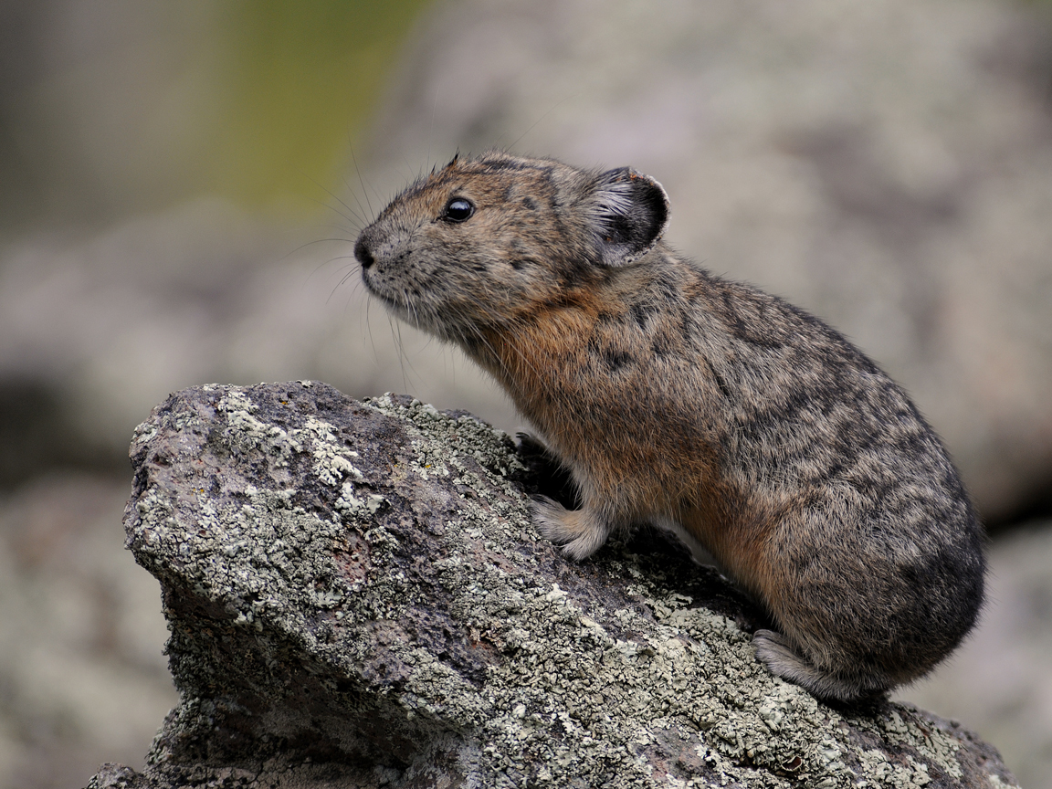 If you want to see this little guy, you’ll have to do what I did one time, which is to visit #Bandelier national #monument in New Mexico. It is an American #pika.