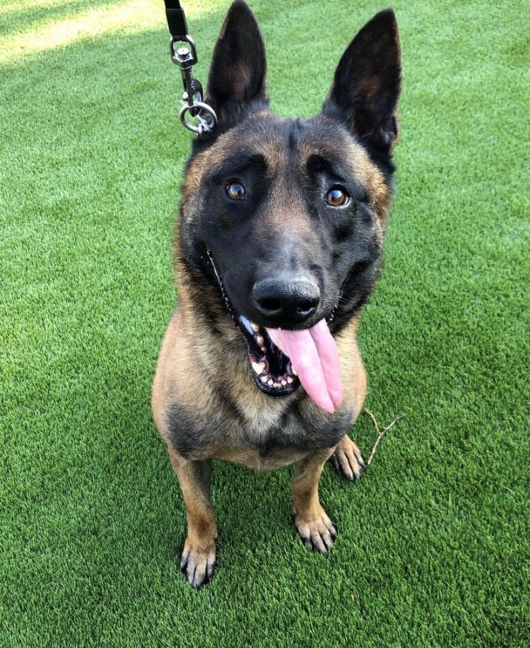 sdpolicefdtn's tweet photo. Meet Ace, a 5-year-old Belgian Malinois from the Netherlands. Ace is a dual-purpose police service dog. Read Ace’s story: https://t.co/3aLZdMgQX1
#k9 #k9unit #sdpd #policeservicedog #k9crimefighter #silversoiree #k9soiree https://t.co/DOiQyLHblh
